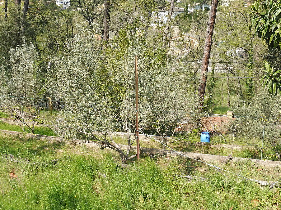 Terreny en venda a Maçanet de la Selva