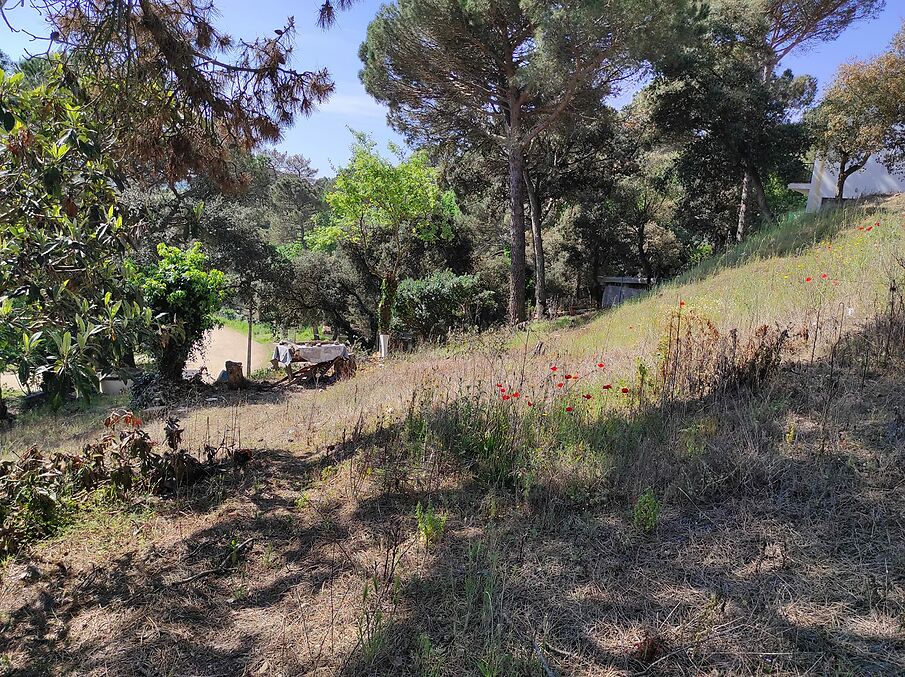 Terreny en venda a Massanes
