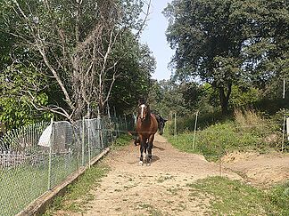 Finca rústica en venda a Sant Feliu de Buixalleu