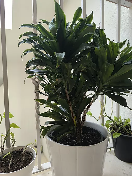 PIS EN VENDA A HOSTALRIC